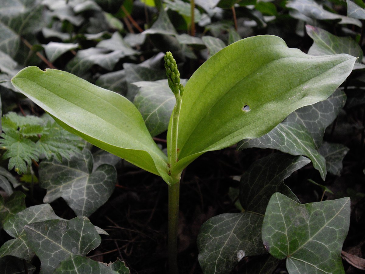 Listera ovata